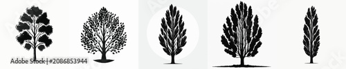 Cuadro en lienzo Vector silhouette of poplar tree