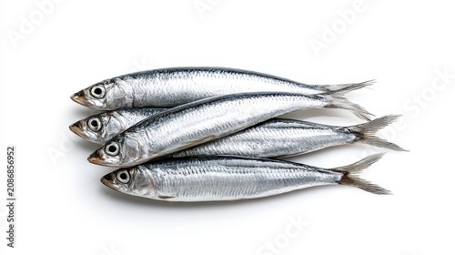 Soft Light Glistening on Fresh Mediterranean Anchovy Scales