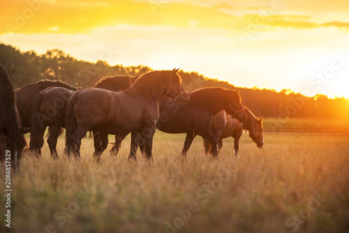 A herd of Percheron horses