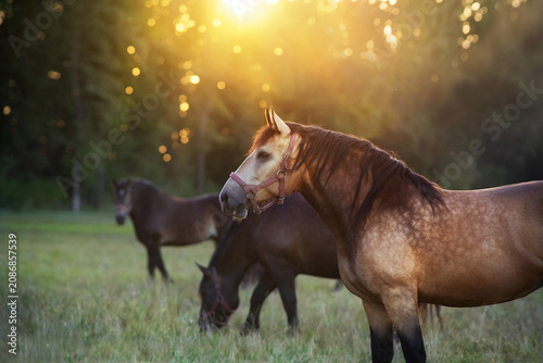 A herd of Percheron horses