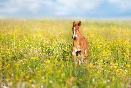 Bay foal close up in flowers