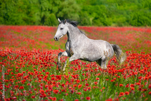 Horse free run in poppy