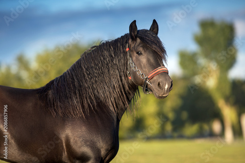 Draft horse with long mane portrait