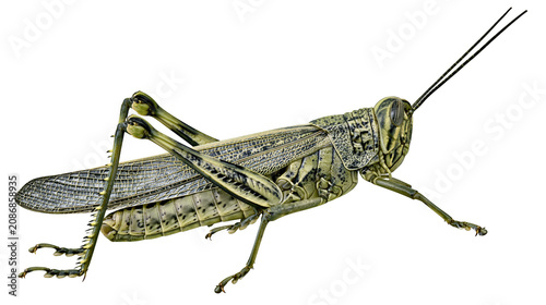 Obraz na plátne Green grasshopper insect with detailed wings and long antennae