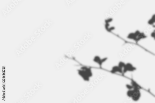 Quadro su tela botanical shadow overlay, flowering branch silhouette, soft natural sunlight on