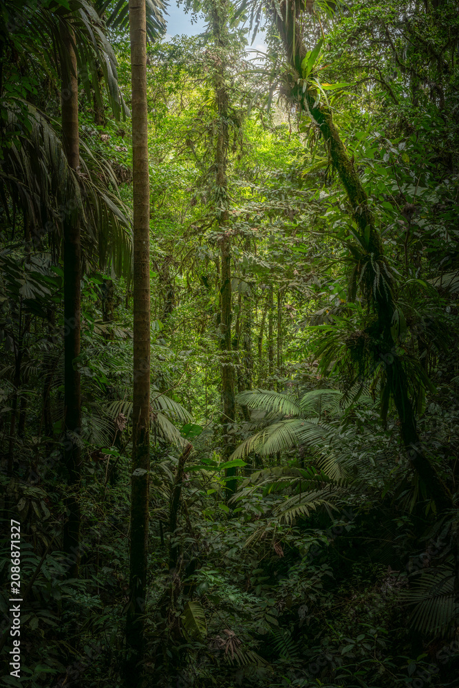 Fototapeta premium Tropical forest in Costa Rica. Volcano Arenal National Park.
