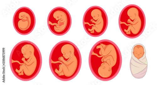 Tableau sur toile Fetal development stages inside uterus illustration