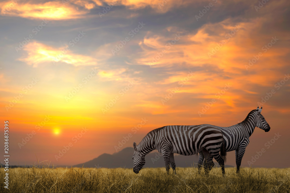 Fototapeta premium Two zebras standing in a grassy savanna field under a dramatic golden sunset sky in Africa. National Wildlife Day