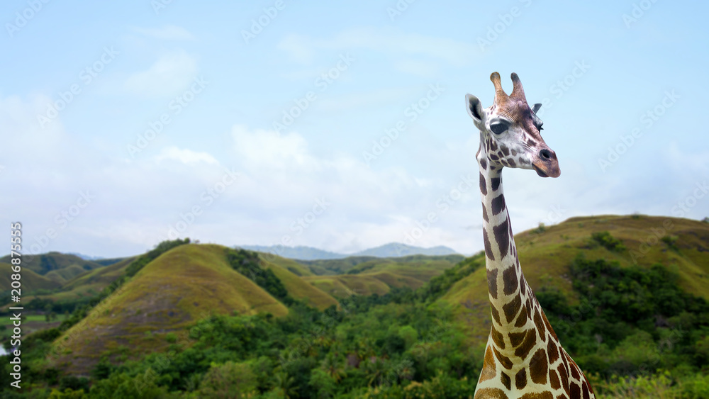 Fototapeta premium A close-up of a majestic giraffe head and neck against a beautiful background of lush rolling green hills and a bright blue sky. National Wildlife Day