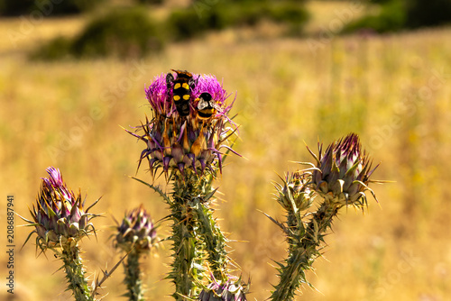 Fotografie vergleich Mammutwespe und Hummel
