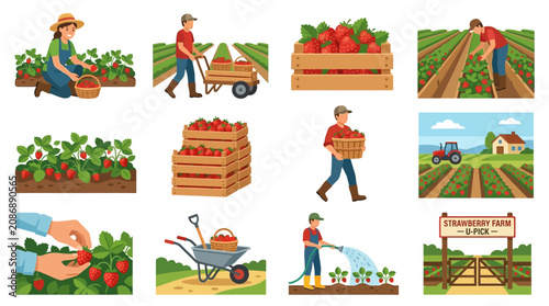 Strawberry farm workers harvesting ripe red berries in baskets.