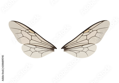 Canvas-taulu Butterfly Wings Isolated on White Background.
