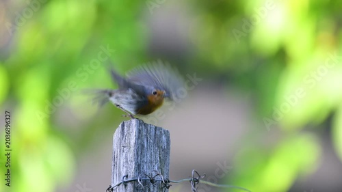 European Robin perched on a wooden post and taking flight in a domestic garden in spring. Erithacus rubecula, Indre-et-Loire 37, région Centre-Val de Loire, France, European Union, Europe