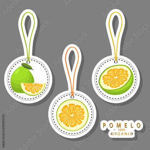 Fruit theme from set juicy delicious pomelo of various sizes