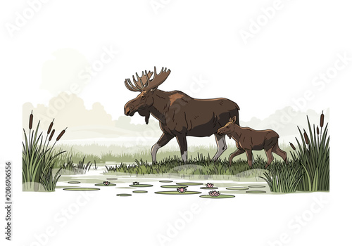 Moose and calf walking together slowly.
