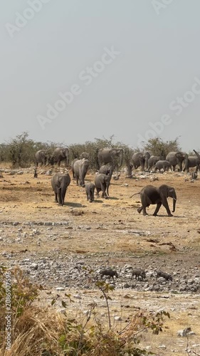 A herd of African elephants approach a waterhole on a hot day, Etosha National Park, Namibia.