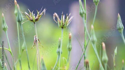 European goldfinch in alert observing perched on a flower stem of Yellow Goat's Beard, turn around and taking fly in spring in a domestic garden. Carduelis carduelis, Tragopogon dubius, France, Europe