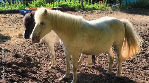 Two Cute Ponies Standing in a Farm Paddock under Sunlight