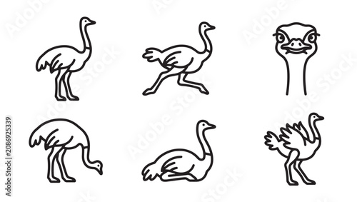 Collection of hand drawn ostrich illustrations in black and white style with wildlife flightless collection minimalist monochrome illustration isolated creature avifauna standing behavior