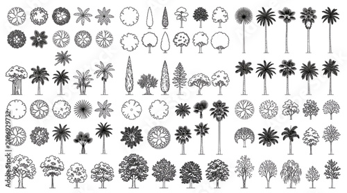 CAD Tree Elevation and Plan Symbols Palms Conifers Deciduous Landscape Library
