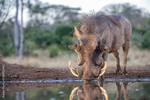 South Africa, Zimanga Private Game Reserve, Warthog (Phacochoerus africanus)