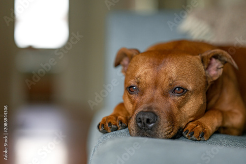 Foto A red Staffordshire Bull Terrier rests its head on a grey sofa cushion and looks at the camera with soft eyes