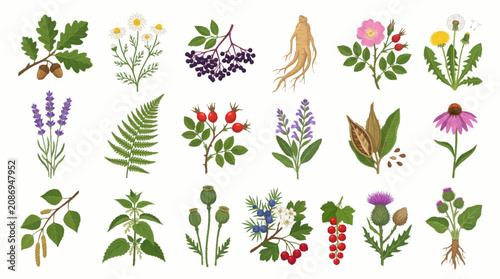 Various plants and flowers are illustrated in a vibrant collection.