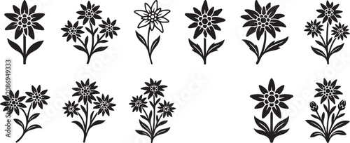 Alpine edelweiss and mountain wildflowers stem silhouette collection