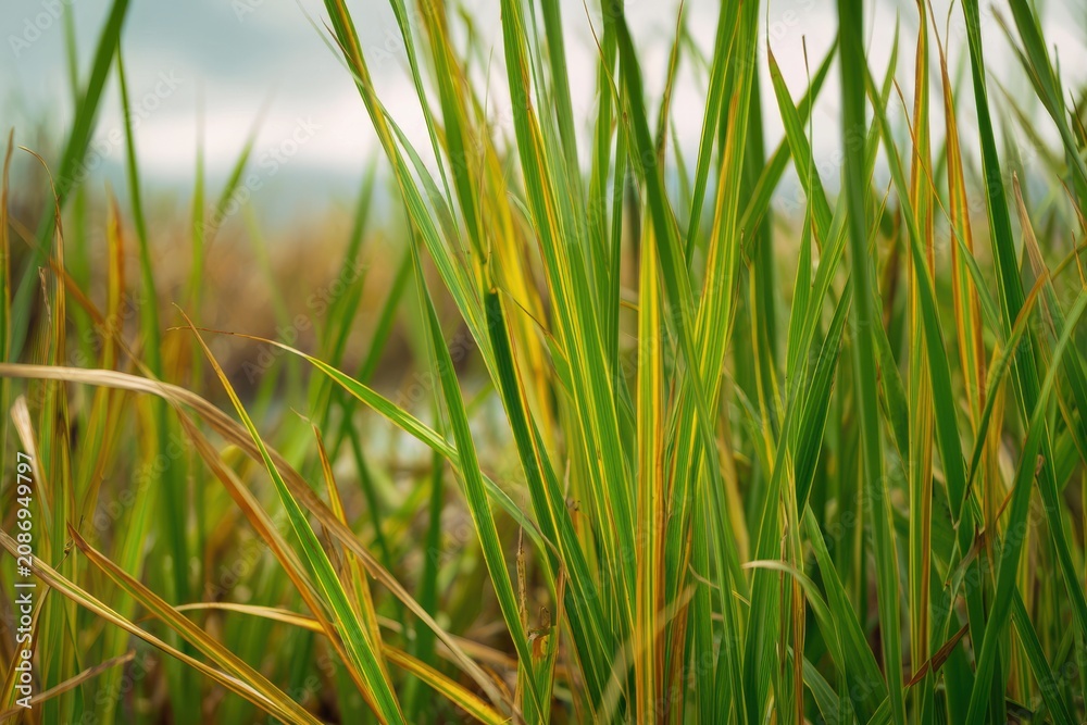 Fototapeta premium Fresh green and yellow rice field stalks close up with agriculture sunlight background countryside landscape environment botanical cultivation vegetation