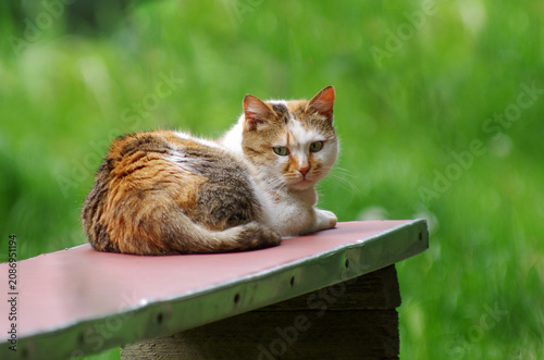 Sticker Colorful cat on the bench