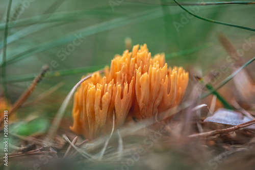 фотографія Orange ramaria coral fungi displaying intricate