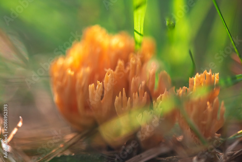 фотографія Orange ramaria coral fungi displaying intricate