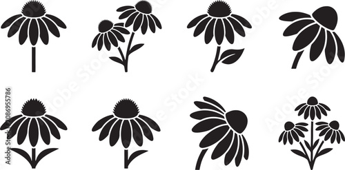 Bild auf Leinwand Wild echinacea coneflowers showing different angles and heights