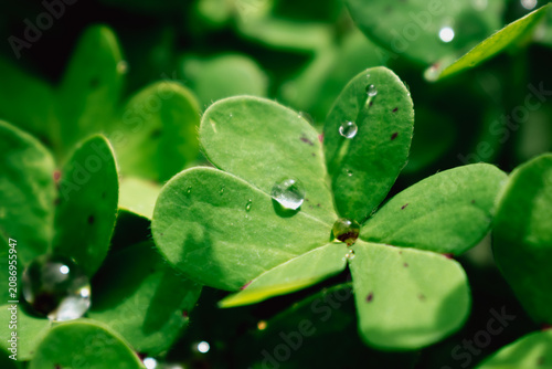 Horizontal macro close up shot of vibrant green clover leaves with crystal clear water drops and morning dew droplets sparkling in the bright summer sunlight