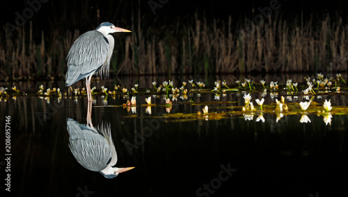 Quadro su tela Grey heron night fishing at the pond