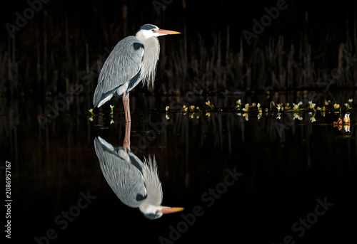 Grey heron night fishing at the pond
