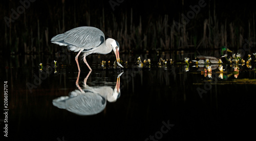 Grey heron night fishing at the pond