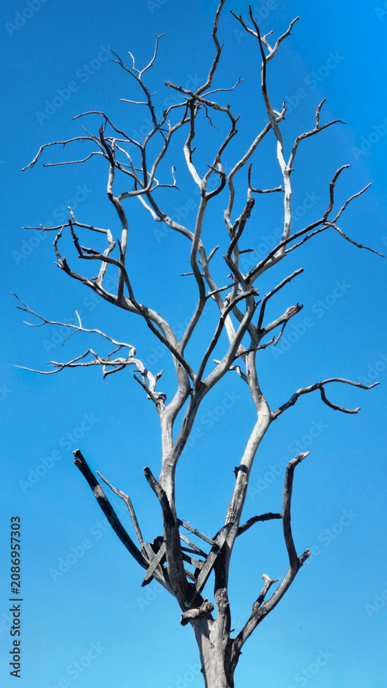 Obraz premium Bare tree stands stark against clear blue sky