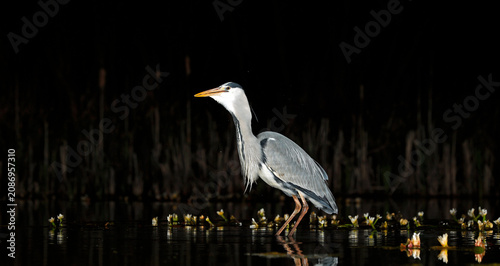 Grey heron night fishing at the pond