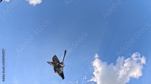 The pigeons are shot in extreme close-up from below as they fly overhead, then the flock spreads out and scatters across the blue sky with clouds.