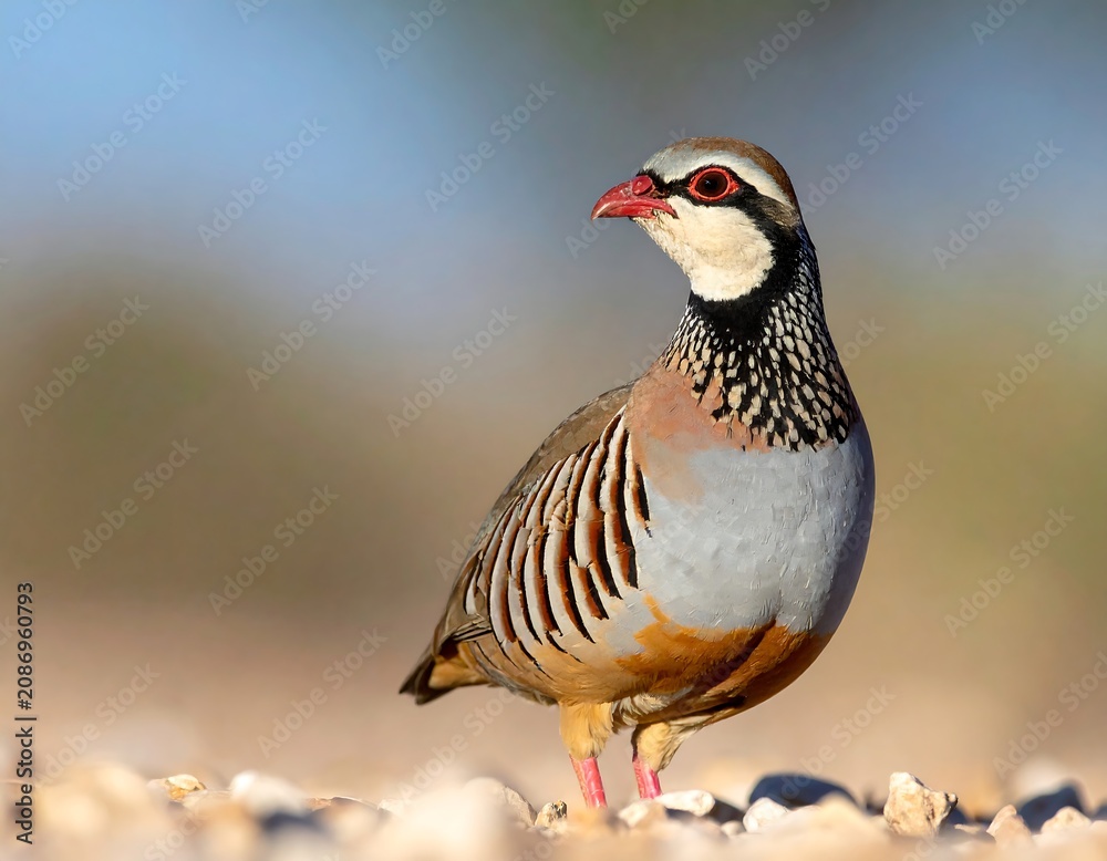 Obraz premium Redlegged partridge.