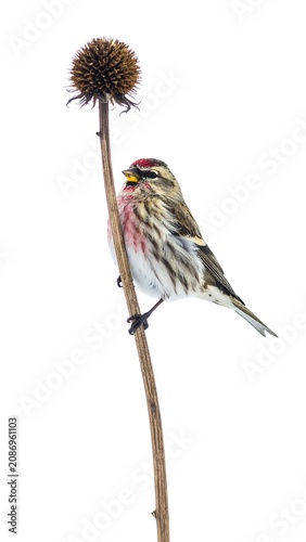 Redpoll on Coneflower Stem.