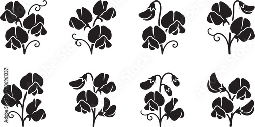 Foto Graceful sweet pea climbing vine stems and leguminous flowers