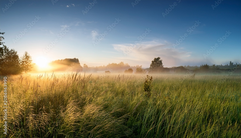 Fototapeta premium Morning In A Summer Field With Tall Grass And Mist