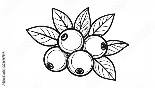 Hand drawn blueberry branch line art for coloring book