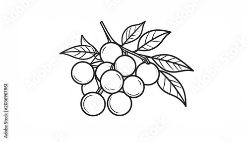 Hand drawn bunch of longan fruit line art.