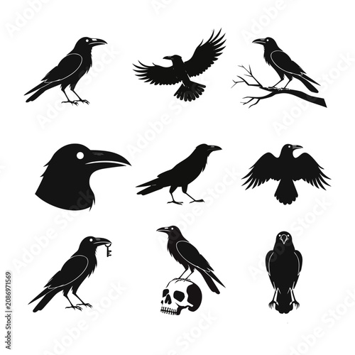 Premium Halloween raven collection spooky black bird isolated vector illustration


