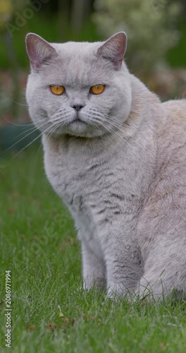 Scottish straight cat sitting on lawn with intense eyes in natural garden