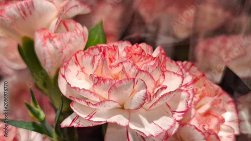 Canvas Print Fresh carnation flowers with beautiful stripes blooming in a florist market disp