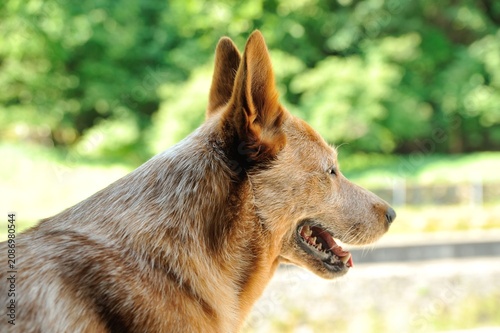 red Australian cattle dog with white stripes, the color of the wild Australian dingo red heeler